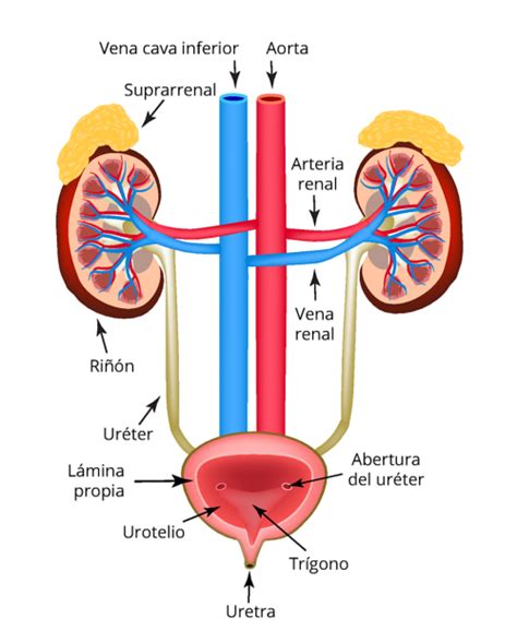 Efectos tardíos en la vejiga urinaria en sobrevivientes del cáncer ...