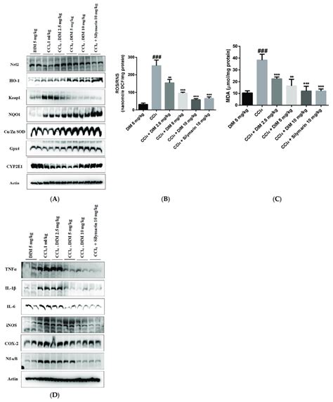 Dim Activates Hepatic Nrf2 And Attenuates Ccl 4 Induced Ros Oxidative