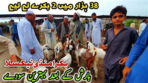 Friday Bakra Mandi Taxila Latest Update July Barish K Bad Sody