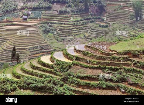 Vietnam, Sapa, Rice Terraces of Sapa Vietnam Stock Photo - Alamy