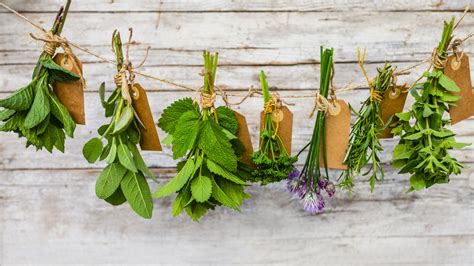 Las 10 Mejores Plantas Aromáticas Y Sus Beneficios Para La Salud