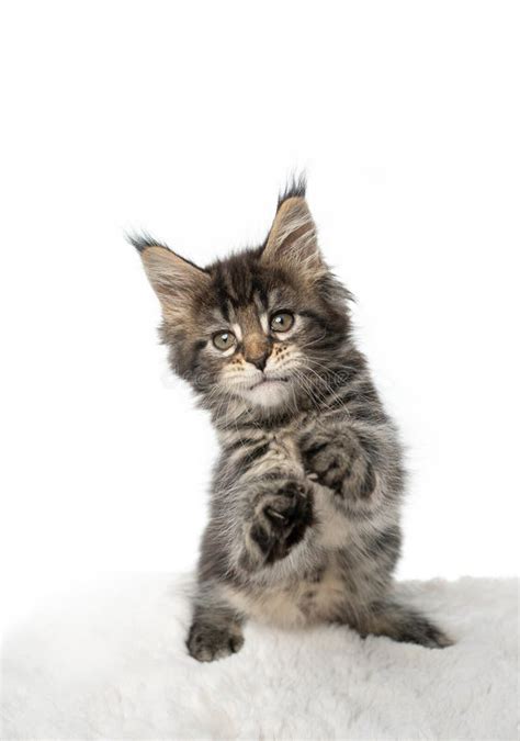 Funny Maine Coon Kitten Rearing Up Standing On Hind Legs Like It X27 S