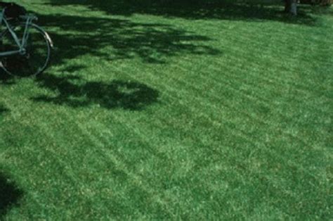 Blackjack Bermudagrass Seed Perfect For The Home Lawn Parks Andr Sports Fields 1 Lb Bermuda