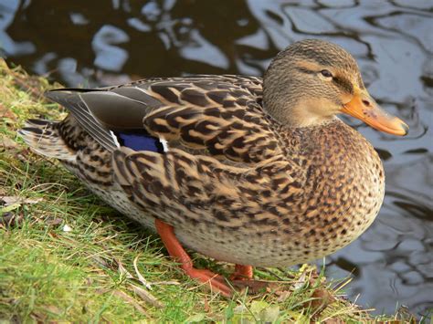 Zibaloo Canard Canne Canneton