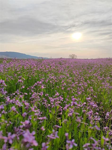 A Whole Field Of Beautiful Pink Flowers Stock Image Image Of Plain