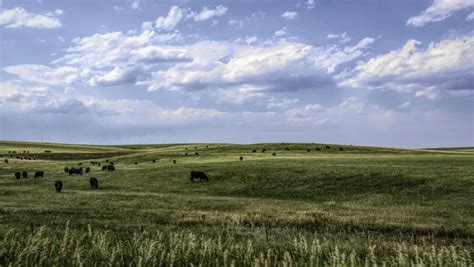 Rangeland Cattle Weight Predicted From Us Govt Satellites Farmers Weekly