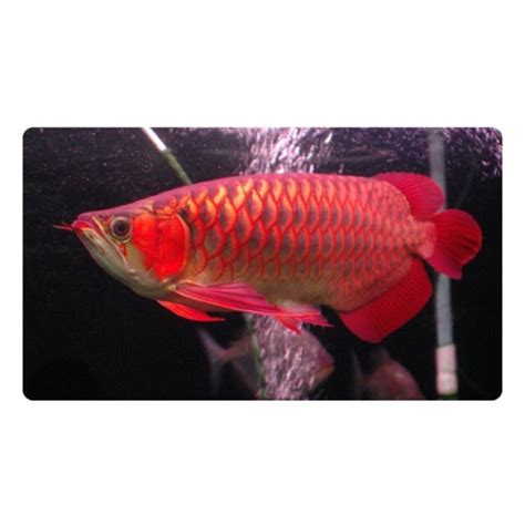 Lampu Tanning Arowana Aquazonic T Aquarium Submersible Lamp Shopee