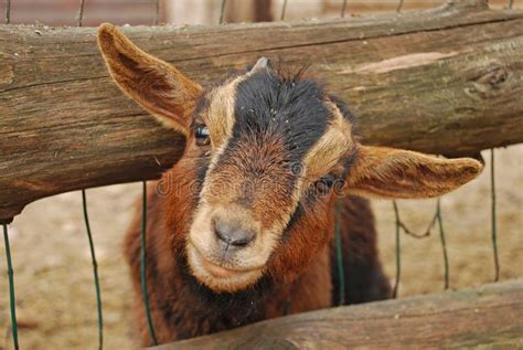 The Cameroon Goat Or African Pygmy Goat Is A Breed Of Miniature