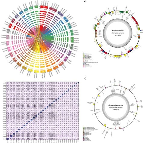 Avicennia Marina Genome Features A Circos Plot Of The Genome