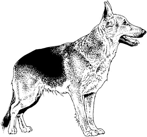 Realistic Dog Coloring Coloring Pages