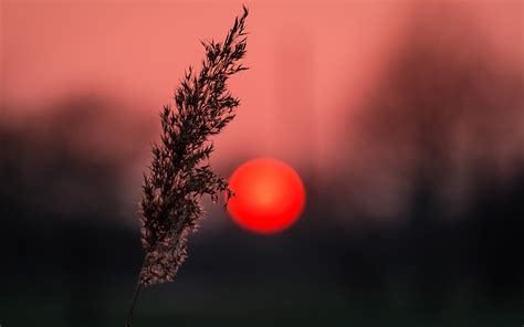 Wallpaper Sunlight Depth Of Field Sunset Nature Red Reflection