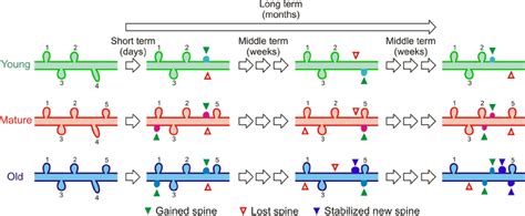 Proposed Model For Changes In Dendritic Spine Dynamics During Normal