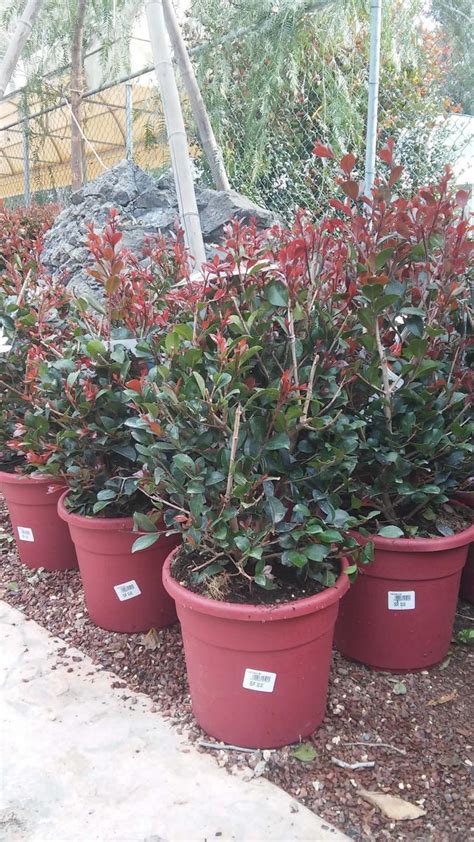 Eugenia Uniflora Etna Fire Gardens