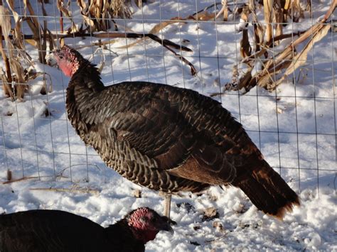 Raising Heritage Turkey Breeds - Backyard Poultry