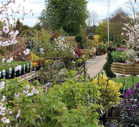 Outdoor Plants Knights Garden Centres