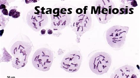 Stages Of Meiosis Youtube