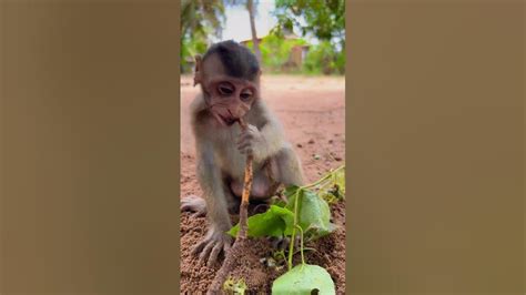 Lovely Baby Monkey So Cute Youtube