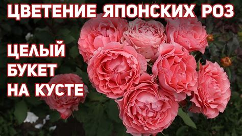 Супер розы, японские сорта, идеальные, уникальные, оригинальные ...