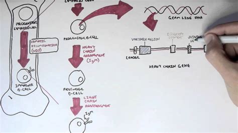 Immunology - Antibody Somatic (VDJ) Recombination I - YouTube