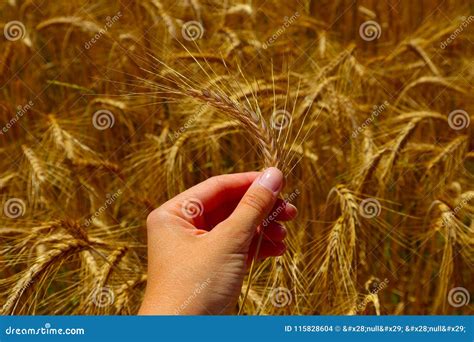 Bright Colorful Golden Rye Spikelets Hold In Hand Harvest Backdrop