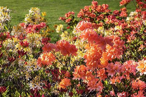 How to Propagate Azaleas | Gardener’s Path