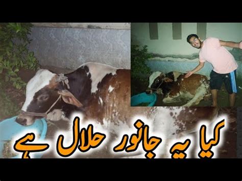 Kia Ye Janwar Halal Hai Qurbani Ka Janwar Ly Lia Finally YouTube