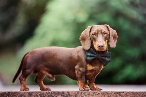 C O Da Ra A Dachshund O Famoso Salsicha Pode Ser Banido Da Alemanha