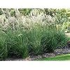 X Miscanthus Sinensis Liter Ziergras Gr Ser Stauden Chinaschilf