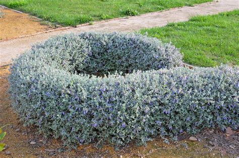 Teucrium Teucrium Fruticans