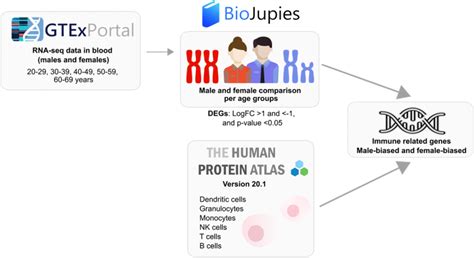 Biological Sex And Age Related Differences Shape The Antiviral Response To Sars Cov Infection
