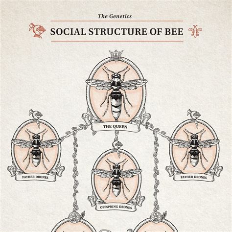 Social Structure Of Bee Poster Print Wall Decor 85 X 11 Etsy