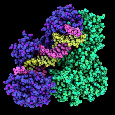 Hiv Reverse Transcriptase Complex Photograph By Laguna Design