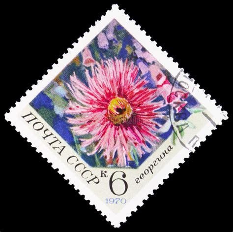 Postage Stamp Printed In Ussr Russia Shows Dahlia Flowers Serie