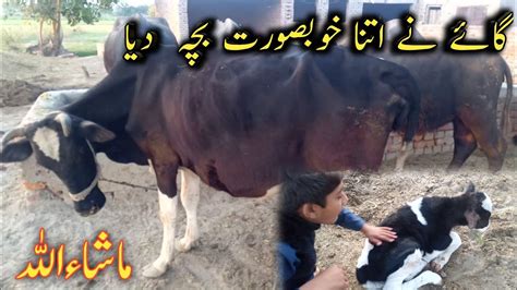 Gay Ne Itna Khubsurat Baccha Diya Abdul Rahman Pendu YouTube