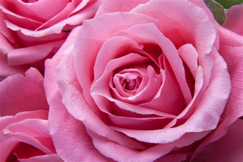 How to prevent and combat fungus in rose bushes: Complete guide with
