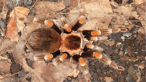 Texas residents see tarantula boom - UPI.com