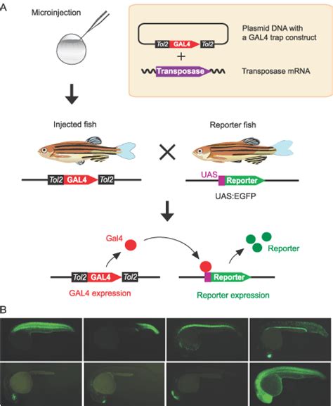 Targeted Gene Expression By The Gal4‐uas System In Zebrafish Asakawa