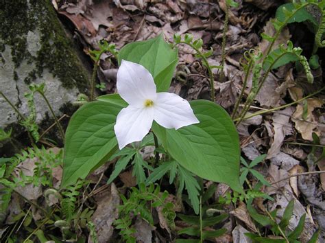 Trillium – Hiker's Notebook