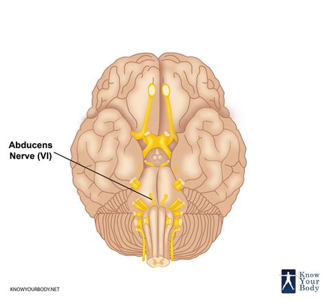 Abducens Nerve - Function, Location, Anatomy and FAQs