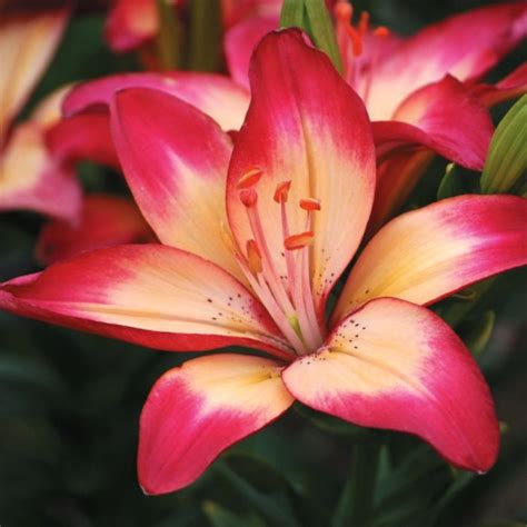 Lilium Asiatic Heartstrings Top Flora Shop