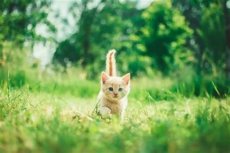Кошачья мята: почему кошки ее так любят