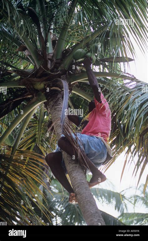 St Lucian Man Picking Coconuts Stock Photo Alamy