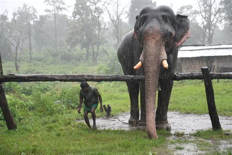 Meet The Mahouts At Theppakadu Camp In Mudumalai Who Have Transformed