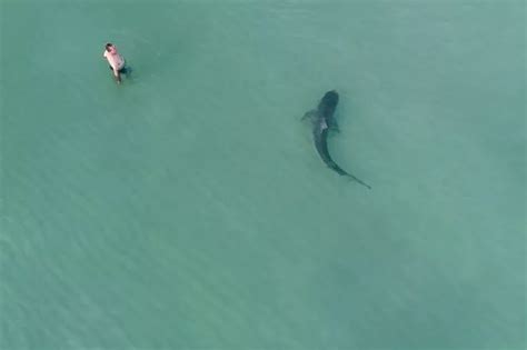 Terrifying Moment Fearsome Tiger Shark Weaves Its Way Between