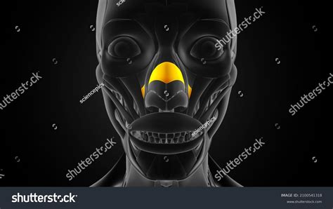 Nasalis Transverse Portion Muscle Anatomy 3d Stock Illustration