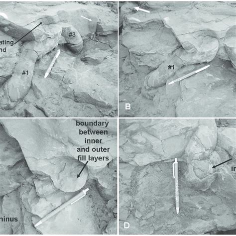 Photographs Of Burrows In Outcrop In The Redonda Formation A Burrows