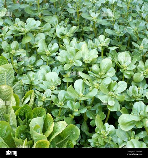 Purslane Portulaca Oleracea Her084886 Stock Photo Alamy