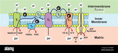 Oxidative Phosphorylation Scheme Electron Transport Chain Colorful Symbols Vector