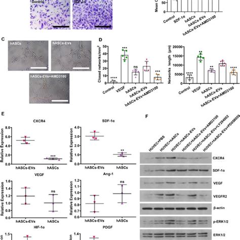 Human Ascs Evs Promote Angiogenesis By Activating Cxcr Sdf Pathway