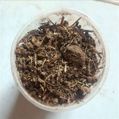 Organic Dry Cow Dung Powder At Rs 10 Kg In Ghaziabad ID 2852098817412